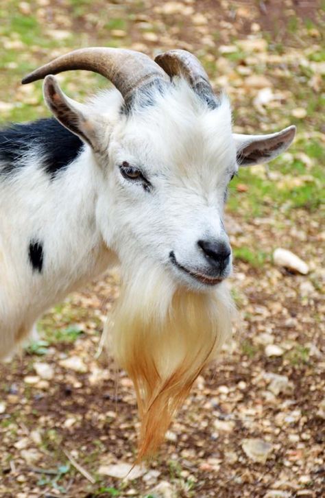 #goatvet likes these 10 photos of Extremely Good Goat Beards Goat Pics, Goat Fencing, Goat Fence, Milk Goats, Miniature Cattle, Goats Beard, Wild Animals Photography, Modern Farmer, Billy Goat