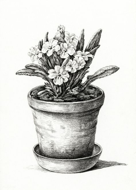 Potted plant (1824) by Jean Bernard (1775-1883). Original from the Rijks Museum. Digitally enhanced by rawpixel. | free image by rawpixel.com Plant Sketches, Classic Art Prints, Art Print Collection, Plant Drawing, Plant Print, Nature Landscape, Free Illustrations, Poster Size, Pencil Art