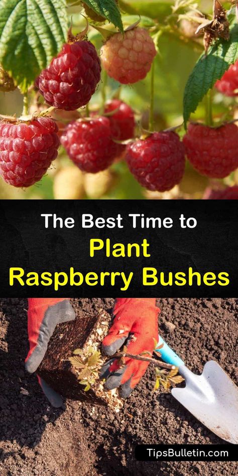 Where To Plant Raspberry Bushes, Planting Berry Bushes, Types Of Raspberry Plants, How To Plant Raspberries Bushes, Planting Raspberry Canes, When To Plant Raspberry Bushes, Raspberry Growing Tips, Rasberry Bushes Growing, How To Prune Raspberry Bushes