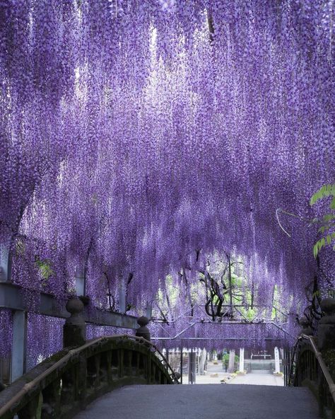 Fantasy Angel, Wisteria Tree, Purple Wisteria, Purple Trees, Pretty Landscapes, Japan Aesthetic, Purple Aesthetic, Nature Aesthetic, Fantasy Landscape