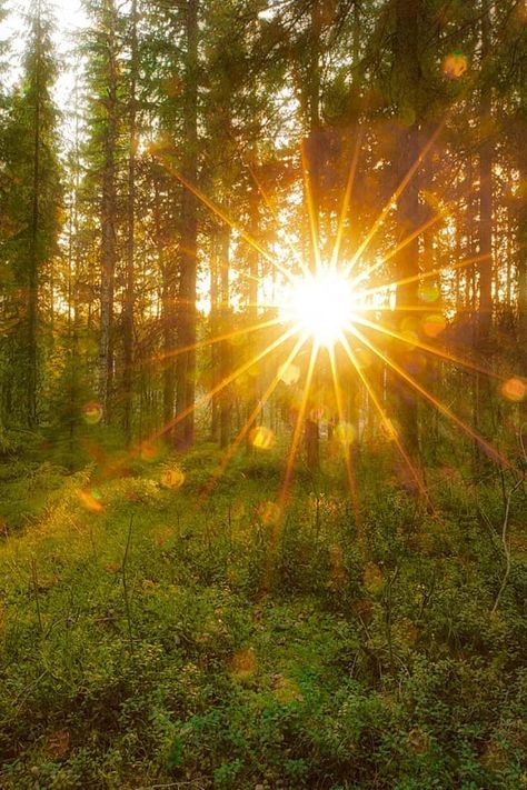 Gold Forest Aesthetic, Sun Ray Photography, Sun Beam Aesthetic, Sunshine Through Trees, Sun Images Nature, Sunny Forest Aesthetic, Sun Astethic, Sun Rays Aesthetic, Sunrise In Forest