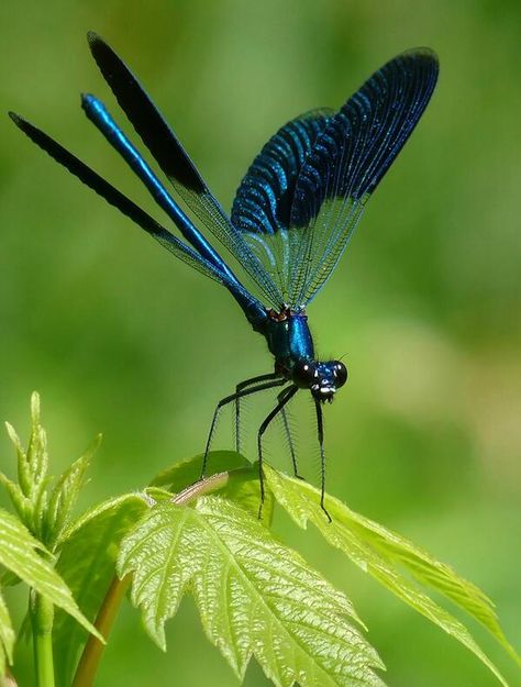 blue dragonfly pic.twitter.com/2vAt3DM8Y3 Foto Macro, Dragonfly Photos, Dragon Flys, Dragonfly Dreams, Blue Dragonfly, Dragonfly Art, Beautiful Bugs, Creepy Crawlies, Airbrush Art