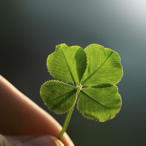 About Four Leaf Clovers - Reasons For Finding A Clover With Four Leaves Clover Plant, 4 Leaves, Four Leaves, Four Leaf, Beautiful Places To Visit, Planting Seeds, Leaf Clover, Four Leaf Clover, Pictures To Draw