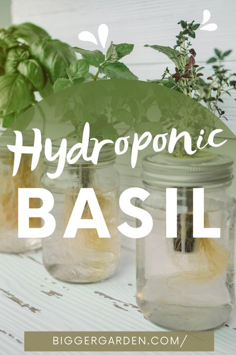 Explore the wonders of Hydroponic Basil gardening, where innovation meets nature for an aromatic delight. Uncover the steps to a flourishing basil oasis and elevate your gardening game. Click to read the full article and follow us for an endless stream of gardening wisdom and inspiration! Diy Indoor Hydroponic Herb Garden, Hydroponic Gardening Mason Jars, At Home Hydroponics, Diy Mason Jar Herb Garden, Diy Hydroponic Herb Garden, Mason Jar Herb Garden Indoor Hydroponic, Growing Herbs Indoors Mason Jars, Hydroponic Mason Jar Diy, Mason Jar Garden Ideas