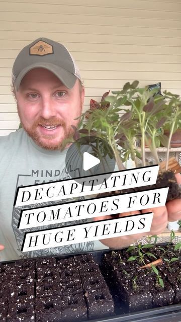 Sean Pessarra on Instagram: "This double leader technique encourages indeterminate heirloom or hybrid varieties to focus on fruit production. Using these techniques, I have grown 30 to 50 lbs per plant over the course of 3 months. 

This technique is perfect for southern growers where tomatoes struggle to make it through the heat or northern growers not using heated greenhouses. You will get a lot more tomatoes in a more condensed period. Then you can  follow them with later rounds of heat resistant tomatoes.
Note: only use on indeterminate tomato varieties. 

A single plant is trained to produce only two vines (through early topping) and each vine trellised up a single string and attached with clips. The early topping/decapitating helps encourage a strong connection of each vine at the ba Topping Tomato Plants, Fruit Clusters, Tomato Varieties, Determinate Tomatoes, Growing Tomato Plants, Heating A Greenhouse, Garden Prepping, Vine Trellis, Lake Garden