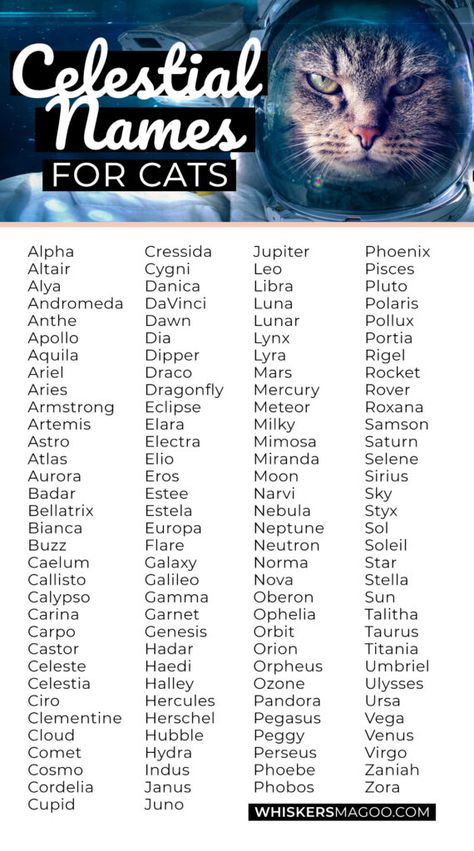 Astronomy Names Girl, Celestial Names Astronomy, Cat Names Girl, Names For Cats, Cute Pet Names, Hamster Names, Cute Cat Names, Space Names, Kitten Names