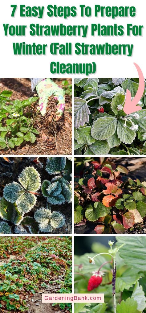 How To Prepare Strawberry Plants For Winter, How To Winter Strawberry Plants, How To Overwinter Strawberry Plants, Preparing Strawberries For Winter, Overwinter Strawberry Plants, Winterizing Strawberry Plants, Overwintering Strawberry Plants, Winterize Strawberry Plants, Where To Plant Strawberries