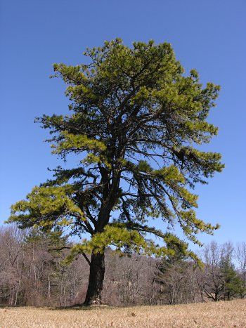 Pitch Pine (Pinus rigida) Keystone Plants, Pitch Pine, Pilot Mountain, Coastal Plain, Plant Tree, Nature Tree, Daily Practices, Trees And Shrubs, Reference Photos