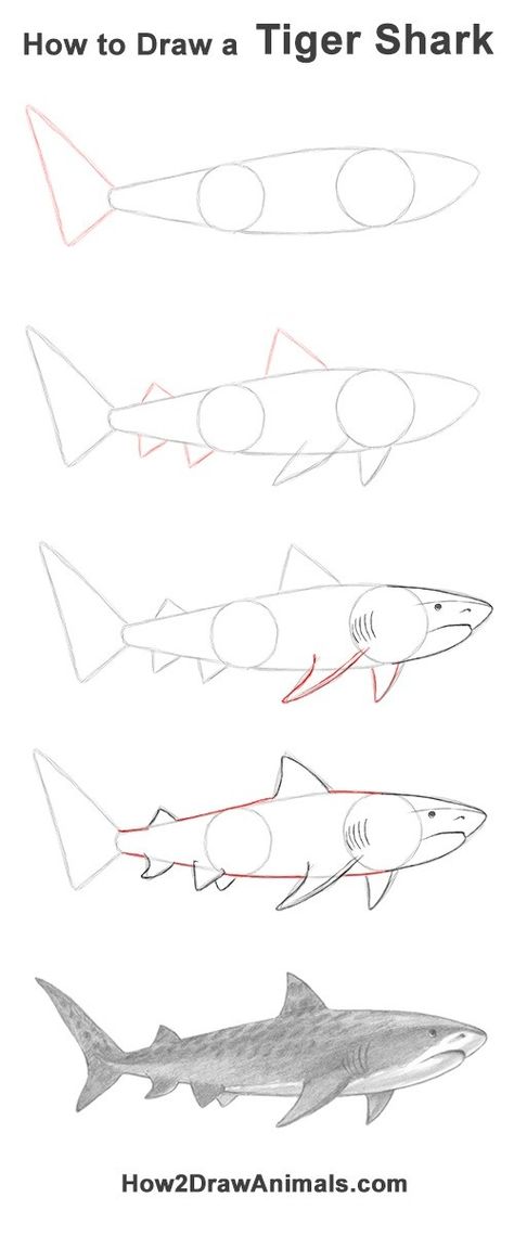 Shark Drawing Anatomy, Big Shark Drawing, Shark Drawing Side View, Stingray Drawing Tutorial, Great White Shark Drawing Easy, Tiger Shark Reference, Shark Reference Drawing, How To Draw A Whale Shark Step By Step, Tiger Shark Painting