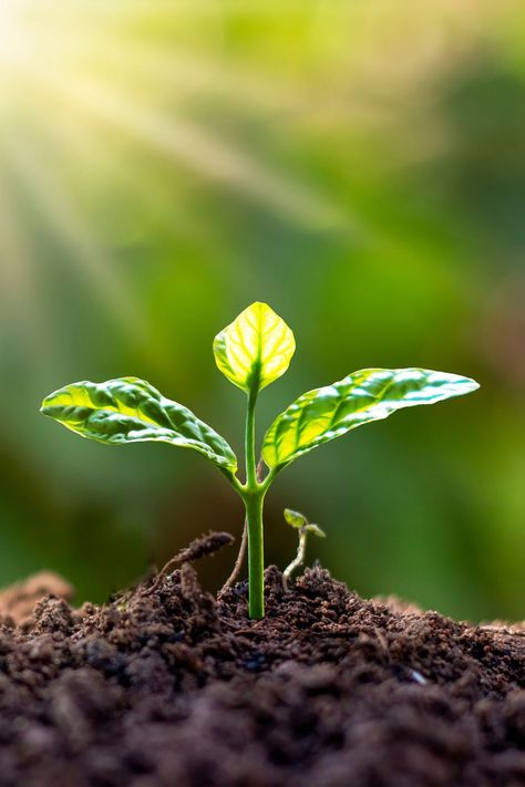 tarragon germination Growing Plants Wallpaper, Green Growth Aesthetic, Green Growing Plant Wallpaper, Soil Aesthetic, Tanaman Aesthetic, Agriculture Pictures, Pepper Companion Plants, Agriculture Photography, Farm Images