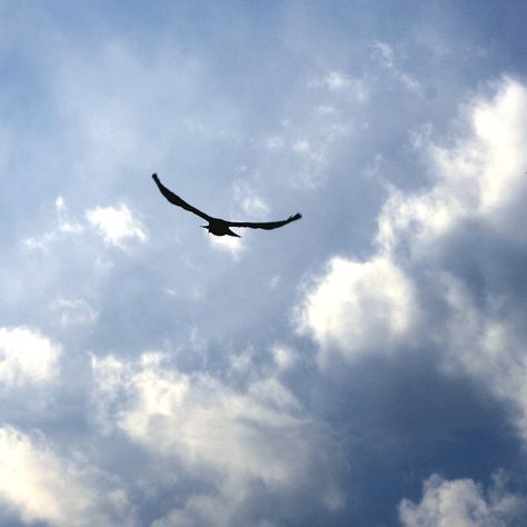 free images of birds | Bird Flying in Blue Sky with Clouds - Free High Resolution Photo Ken Ichijouji, Satoshi Pokemon, Shino Aburame, Connie Springer, Frank Zhang, Piper Mclean, Free High Resolution Photos, Jason Grace, Kushina Uzumaki