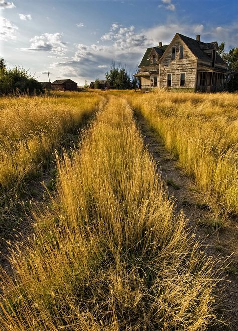 🇨🇦 Old abandoned farmhouse on the prairies with overgrown lane (Alberta) by Ernie Fischhofer 🌾cr. Old Outhouse, Abandoned Farmhouse, Abandoned Farm, American Gothic, House Landscape, Old Farmhouse, Old Farm, Farm Yard, Abandoned Houses