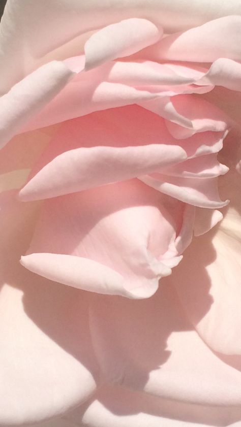 Pale Aesthetic, Jo Loves, Rose Pale, Flower Phone Wallpaper, Pretty Pastel, Ranunculus, Rose Water, Colorful Wallpaper, Pink Aesthetic