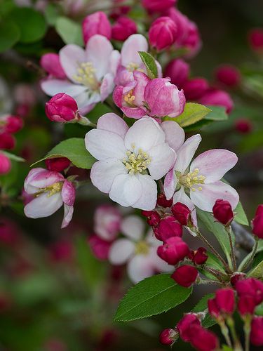 Apple blossom | Flickr - Photo Sharing! Flower Facts, Hur Man Ritar Blommor, Apple Blossom Flower, Apple Flowers, Spring Blossom, Apple Blossom, Tree Branch, Flowering Trees, Blossom Flower