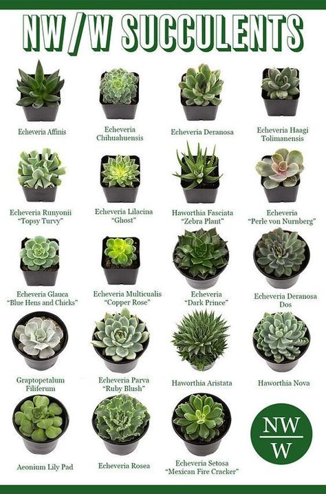 Good Free Succulent Garden houseplant Strategies Most succulent varieties need the lions share a day into a full day of sunlight. In extremely hot ar Different Types Of Succulents, Succulent Varieties, Kaktus Dan Sukulen, Plastic Planter, نباتات منزلية, Types Of Succulents, Colorful Succulents, Succulent Gardening, Succulent Care