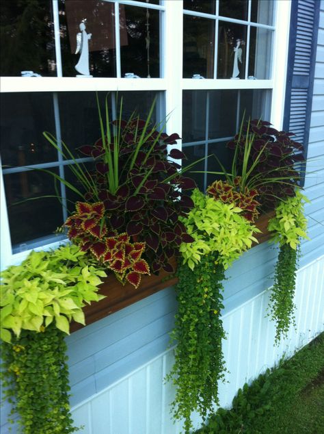 Window box ideas