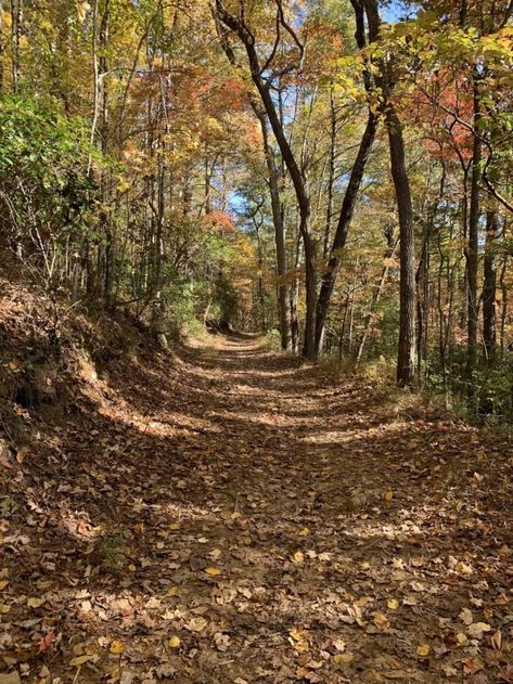 This loop trail is also part of a hiking-mountain biking trail system stretching 17 miles into the forest, so keep an eye out for bikers on this single-track wide trek. Hiking Trail Aesthetic, Backyard Wood Projects, Mountain Tracking, Creative Backyard Ideas, Enjoyable Exercise, Garden Woodworking Projects, Wood Projects Easy, Hiking Path, Biking Trail