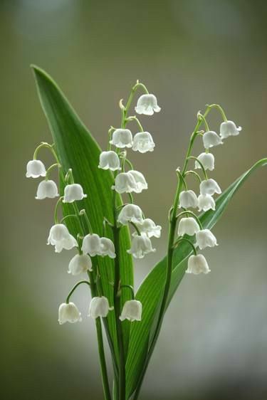 Lily Of The Valley Flowers, Valley Flowers, Photorealism, Art Color, Flower Photos, Flower Pictures, Lily Of The Valley, Love Flowers, Amazing Flowers