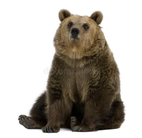 Photo Ours, Polyvore Png, Bear Images, Animal Images, Bear Pictures, Bear Art, Animal Posters, Grizzly Bear, Animal Photo