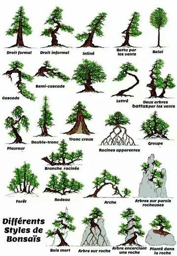 tipos de bonsai y sus nombres de pino Tanaman Air, Bonsai Diy, Bonsai Pruning, Jade Bonsai, Bonsai Forest, Bonsai Care, Bonsai Tree Types, Bonsai Techniques, Bonsai Tree Care