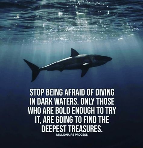 Shark Quotes, Shark Meme, Thursday Vibes, Blogging Quotes, Mindset Motivation, Dream Quotes, Badass Quotes, Animal Quotes, Ocean Life