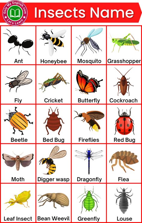 List Of Insects, Insects For Kids, Insects Names, Animals Name In English, Insects Preschool, Pictures Of Insects, Cvc Words Kindergarten, Kindergarten Coloring Pages, English Transition Words