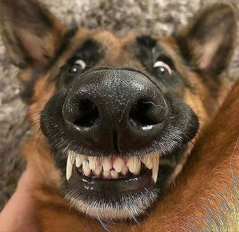 German Shepherd Memes, German Shepherd Pictures, Funny German Shepherd, German Shepherd Funny, Luxury Dog Collars, Luxury Dog, Shepherd Puppies, German Shepherd Puppies, German Shepherds