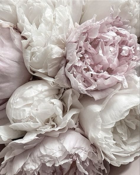 Pretty In Pink Aesthetic, Peonies Aesthetic, Peony Aesthetic, Wedding Flowers Peonies, Pink Aura, Nothing But Flowers, Flower Therapy, Everything Pink, Fresh Cut