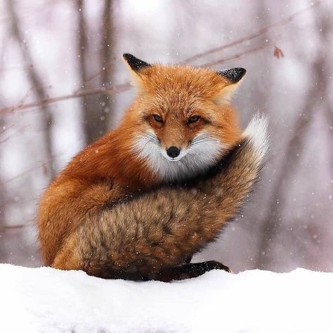 James_the_fox on Instagram: “For more ✨ ---- . by @fox.dailylove . #foxs #vulpesvulpes #vulpes #fox #foxkit #foxesofinstagram #redfox #arcticfox #foxes #foxdaily…” Fox Totem, Fabulous Fox, Fox Pictures, Foxes Photography, Fox Lover, Pet Fox, Fox Art, Wild Dogs, Baby Fox