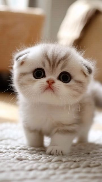 Cute Kittens Pictures, Cute Kittys, Cute Fluffy Kittens, Nice Animals, Cutest Kittens Ever, Tiny Kittens, Munchkin Kitten, Teacup Cats, Angora Cats