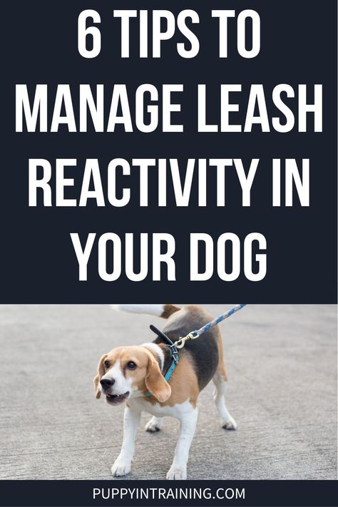 Reactive Dog Training Tips, Lacrosse Training, Dog Tricks Easy, Dog Bad, German Shepherd Puppies Training, New Puppy Checklist, Dog Barrier, Puppy Stages, Impulse Control