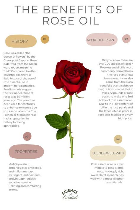 Prime Rose Oil Benefits, How To Make Rose Oil At Home, Benefits Of Rose Essential Oil, Rose Oil Uses, Rose Herb Benefits, How To Make Rose Hip Oil, Rose Essential Oil Uses, Rose Tincture Benefits, Diy Rose Oil How To Make