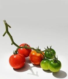 Fruit Still Life Photography Simple, Fruit And Vegetable Still Life Photography, Tomato Still Life Photography, Fruit Reference Photos For Artists, Tomato Reference, Stilllife References, Fruit Stillife, Fruit Pictures Photography, Still Life Fruit Reference