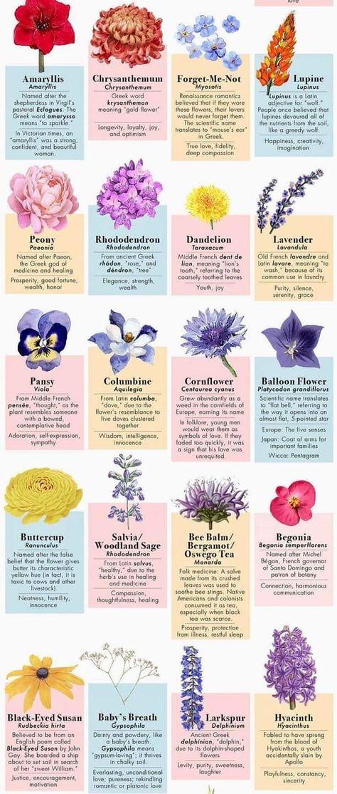 Flower Meanings Chart, Different Kinds Of Flowers, Flower Chart, Flower Types, Different Types Of Flowers, Flower Guide, Flower Meanings, Nothing But Flowers, Flower Names