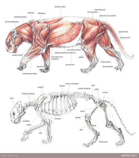 Tiger Anatomy by simonerizio on Newgrounds Tiger Anatomy, Feline Anatomy, University Assignment, Sabertooth Tiger, Tiger Skull, Mechanical Animals, Skeleton Anatomy, Animal Art Projects, Skeleton Drawings