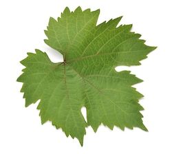 Grapes Leaves, Grape Leaf, Grape Leaves, White Background, Grapes, Plant Leaves, Royalty Free Stock Photos, Stock Images, Stock Photos