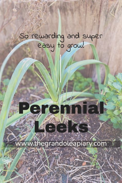 Do you know you can grow perennial leeks? I found out about these guys a few years ago, and I have not planted annual leeks since! Grow Leeks, Leek Plant, Growing Leeks, Companion Planting Guide, Hobby Farming, Dig Gardens, Perennial Vegetables, Gardening Advice, Hobby Farms