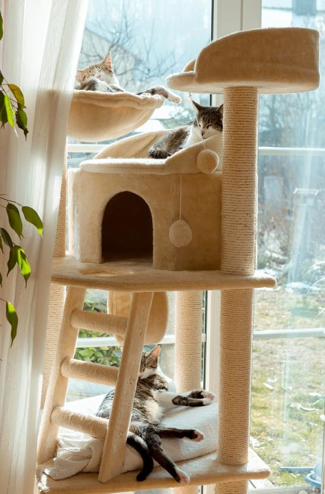 Here’s how to make a cat tree at home out of wood and PVC pipe and give your cat space to climb, play, and scratch on all day. Diy Cat Tree Plans, Cat Tower Plans, Diy Cat Tower, Cat Tree Plans, Cat Tree House, Diy Cat Tree, Modern Cat Tree, Tree Plan, Cat Towers