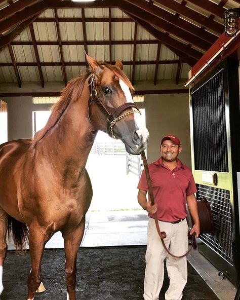 Hope everyone is having a good Labor Day, here’s a recent pic of the king himself California Chrome” California Chrome, Thoroughbred Racehorse, Triple Crown Winners, Derby Winners, Triple Crown, Preakness, European Cars, Quarter Horse, Horse Love