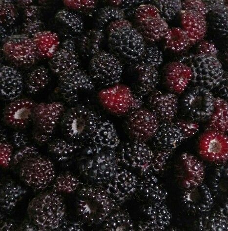 Black raspberries Black Berries Aesthetic, Blackberries Aesthetic, Blackberry Aesthetic, Black Raspberries, Black Berries, Black Raspberry, Black Cherry, Aesthetic Food, Blackberry