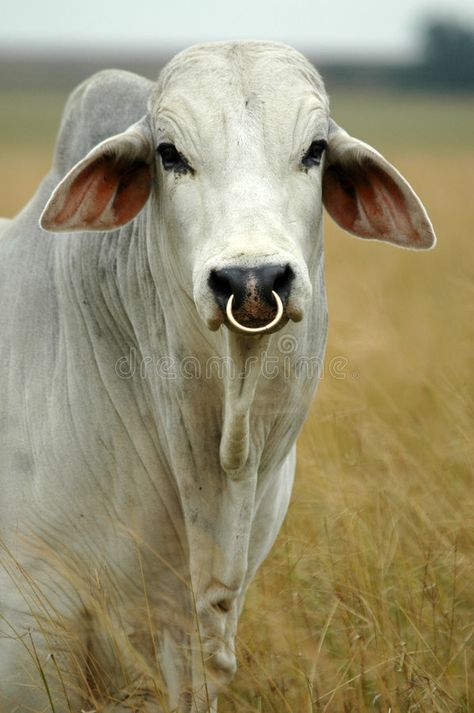 Brahman bull. White brahman bull , #Sponsored, #bull, #Brahman, #brahman, #White #ad Brahman Bull, Bull Photo, Zebu Cow, Bull Pictures, Bull Images, Cow Photography, Heifer Cow, Bull Ring, Cow Photos