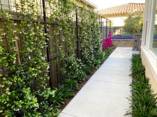 Star Jasmine Trellis Privacy Screens, Vines On Fence Privacy Screens, Jasmine Hedge Fence, Jasmine Fence Ideas, Trellis Landscaping Ideas, Fence Screening Plants, Jasmine Privacy Wall, Jasmine Lattice Wall, Jasmine Privacy Screen