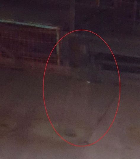 Wow! Is an actual ghost caught on camera or something else? Looks really scary!😱 • • • • • #haunted #hauntedhouse #hauntedcemetery #ghost… Scary Pics, Abandoned Mine, Ghost Caught On Camera, Best Ghost Stories, Paranormal Photos, Ghost Sightings, Spirit Ghost, Real Ghost, Creepy Ghost