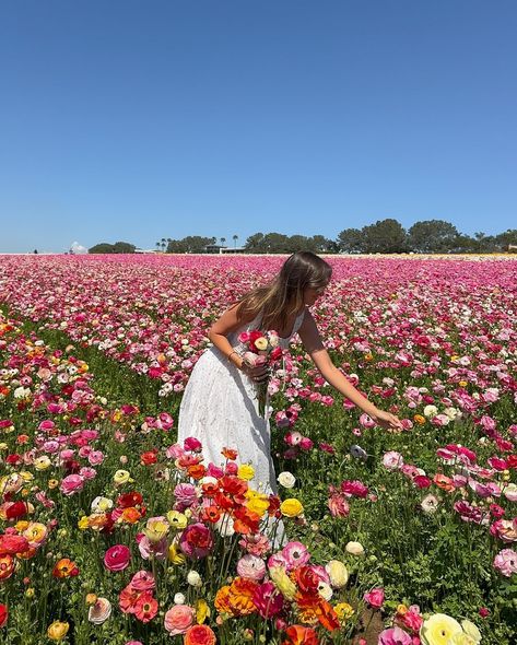 nothing like frolicking through the flower fields in a cute new spring outfit !!! 🌸🌷🌺 20ALI @princesspollyboutique #springoutfit #springtime #outfitinspiration #springoutfits #springoutfitideas #pinterest #pinterestinspired #pinterestgirl Spring Inspo, Flower Picks, Picking Flowers, Spring Girl, Spring Mood, Nothing But Flowers, Spring Photos, Flower Therapy, Spring Aesthetic