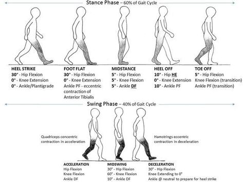 Physical Therapy Assistant Student, Gait Cycle, Physical Therapy School, Physical Therapy Student, Physical Therapist Assistant, Physical Therapy Assistant, Pediatric Physical Therapy, Physical Therapy Exercises, Cabinet Medical