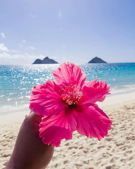 101 THINGS TO DO IN HAWAII – ULTIMATE HAWAII BUCKET LIST – WANDERLUSTYLE Hawaii Bucket List, Things To Do In Hawaii, Beach Flowers, Summer Wallpaper, Summer Dream, Summer Photos, Pink Summer, Summer Pictures, Hibiscus Flowers