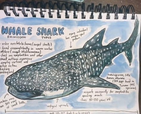 Whale Sharks Cute, Whale Sharks Drawing, Marine Biology Drawings, Milk Shark, Whale Shark Sketch, Marine Biologist Notes, Marine Animals Drawing, This User Is, Sharks Drawing