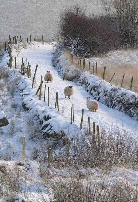 Scottish Winter Aesthetic, Ffxiv Character, Beautiful Winter Pictures, County Donegal, Donegal Ireland, Winter Szenen, Painting Snow, Palette Inspiration, Country Holiday