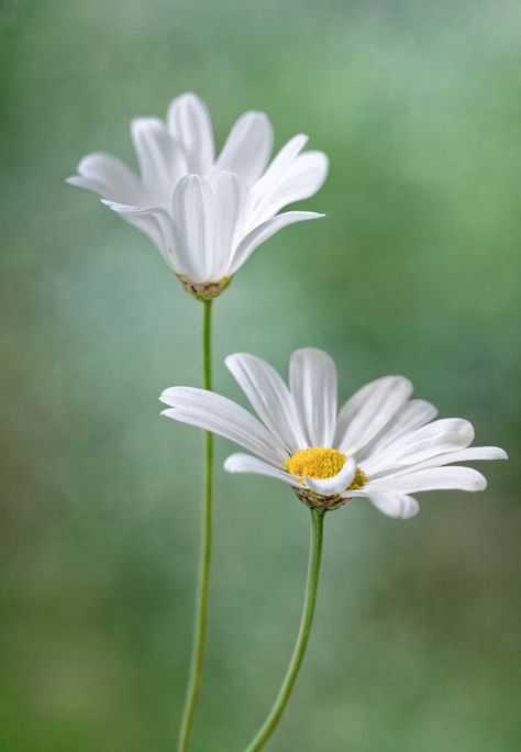 Marguerite daisy | Flickr - Photo Sharing! Large Flower Photography, Daisy Reference Photo, Photos Of Daisies, Flowers Photo Reference, Flowers Reference Photo, Daisy Reference, Watercolor Reference Photo, Flower Reference Photo, Daises Flowers