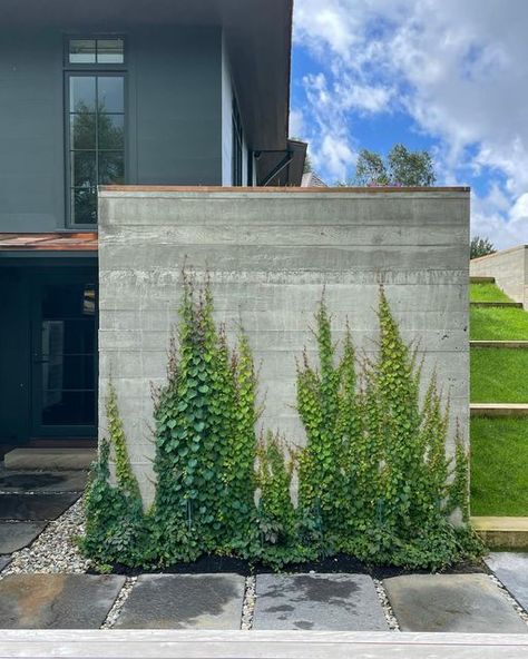 Ivy On Concrete Wall, Concrete Brick Wall Outdoor, White Brick Fence Wall, Concrete Wall Planters Outdoor, Board Form Concrete Wall, Concrete Wall Garden, Concrete Wall Exterior, Concrete Wall Outdoor, Boston Ivy Wall